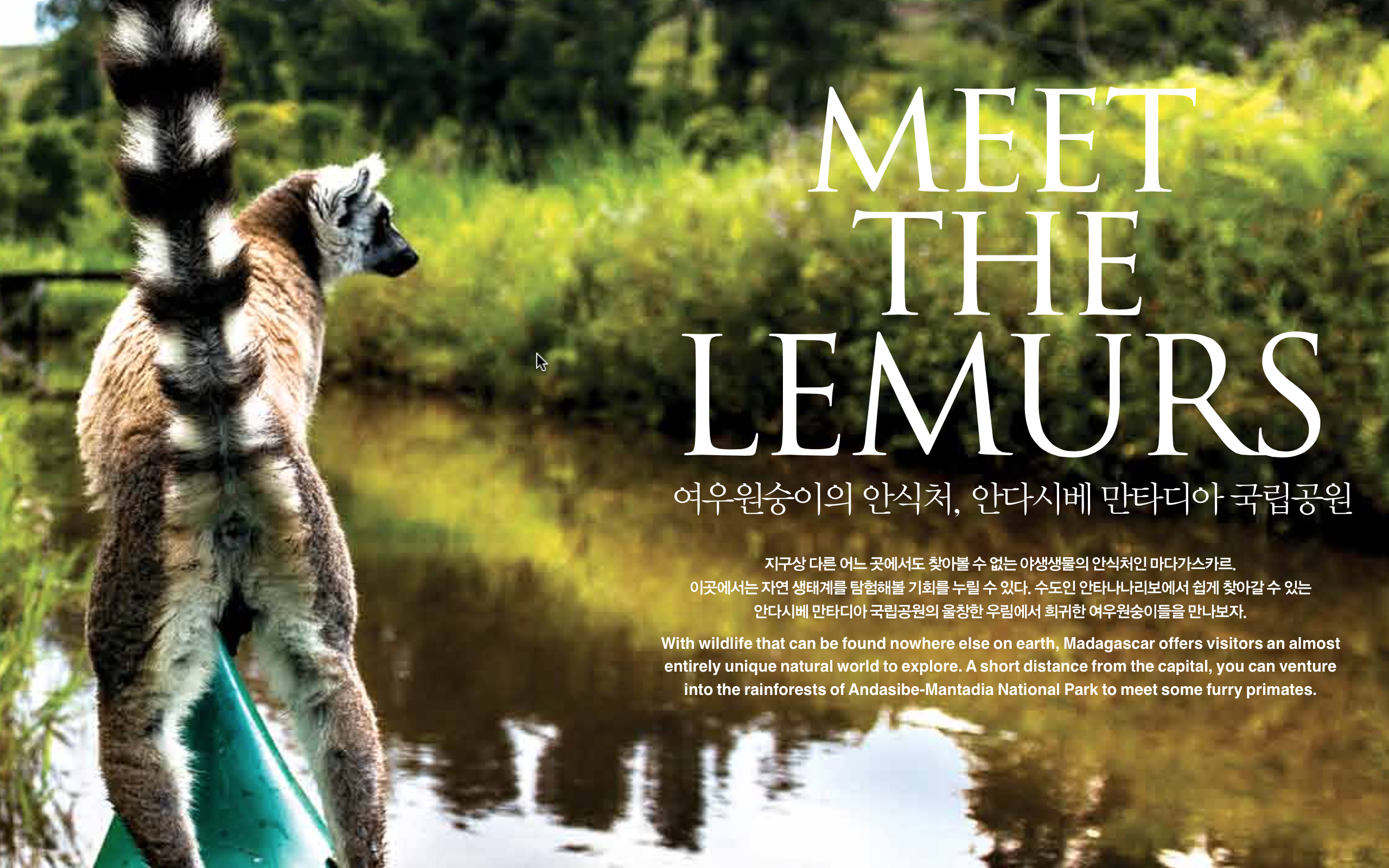 meet-the-lemurs